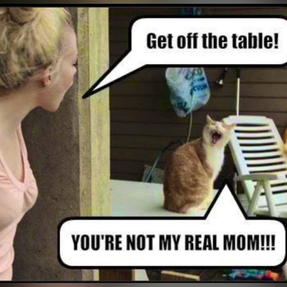 Shannon's LIVE SHOW LISTING - Picture 3 of 9